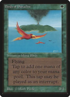 Birds of Paradise